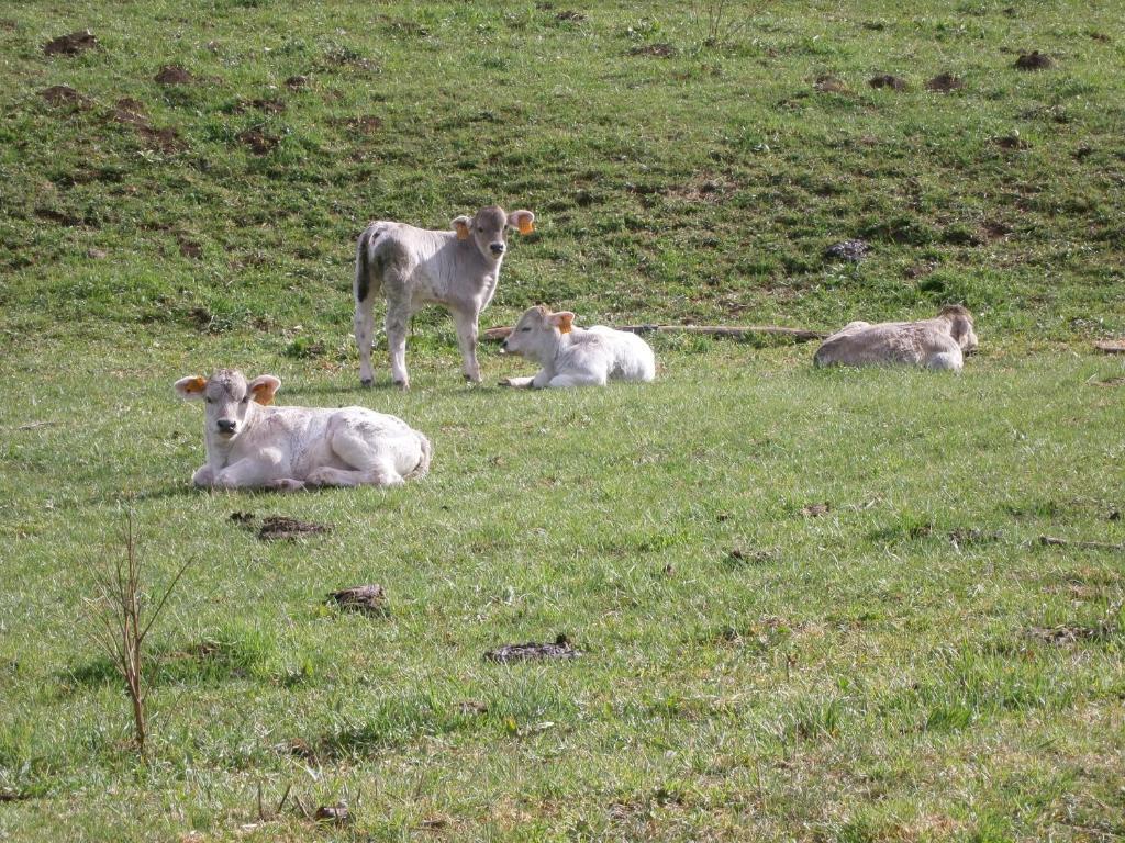 Turisme Rural Lo Palle De Cal Bosch Llagunes Buitenkant foto